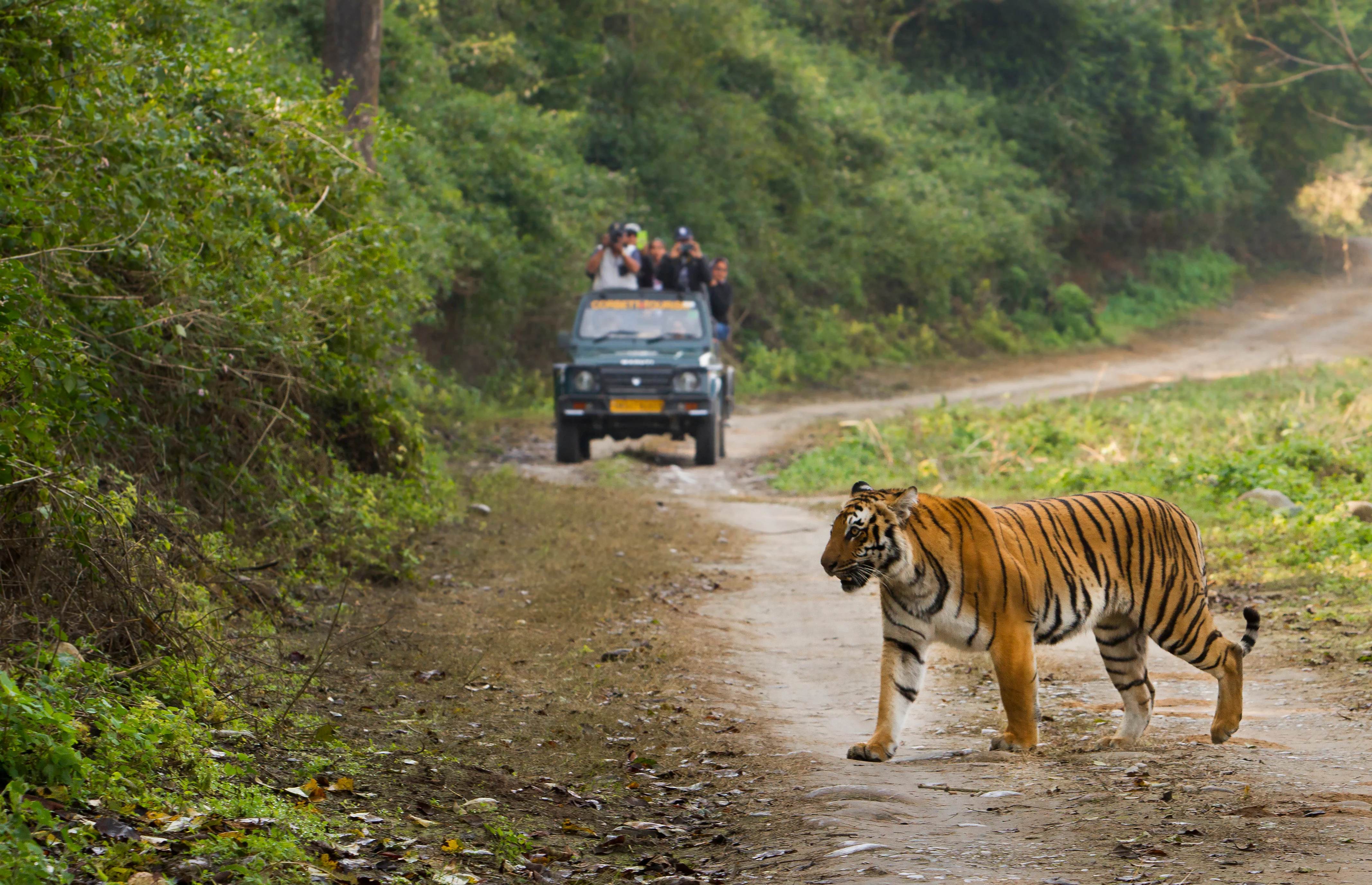 03 Night & 02 Jim Corbett